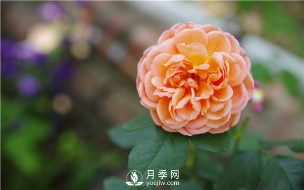 月季花怎么栽種更好，養(yǎng)護(hù)時(shí)應(yīng)注意什么？(圖1)