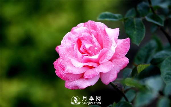 月季花怎么栽種更好，養(yǎng)護(hù)時(shí)應(yīng)注意什么？(圖3)