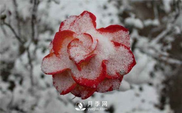 月季冬天會(huì)凍死嗎？月季花怎么過(guò)冬？月季的安全越冬方法介紹！(圖3)