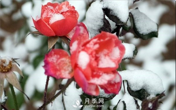 月季冬天會(huì)凍死嗎？月季花怎么過(guò)冬？月季的安全越冬方法介紹！(圖2)