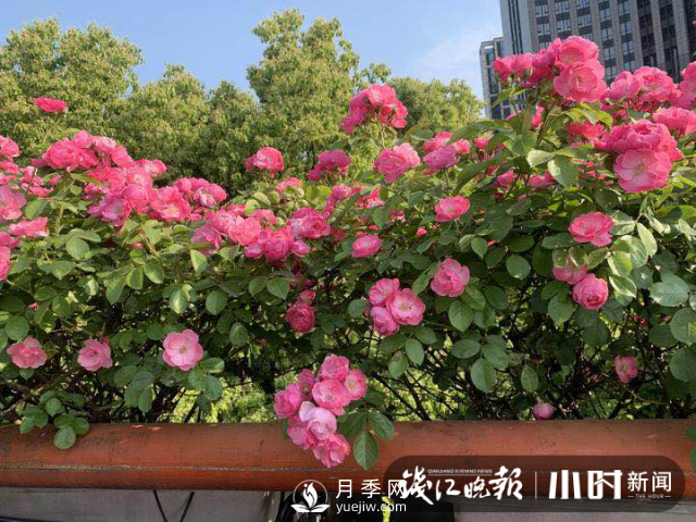 高架月季怎么才能養(yǎng)得好？ 全年月季養(yǎng)護(hù)流程(圖1)