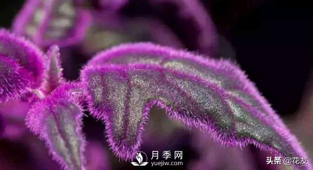 紫鵝絨栽培養(yǎng)護(hù)，出絨葉紫七招(圖1)