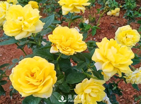 杭州高架“網(wǎng)紅月季花”都有那些品種？(圖8)