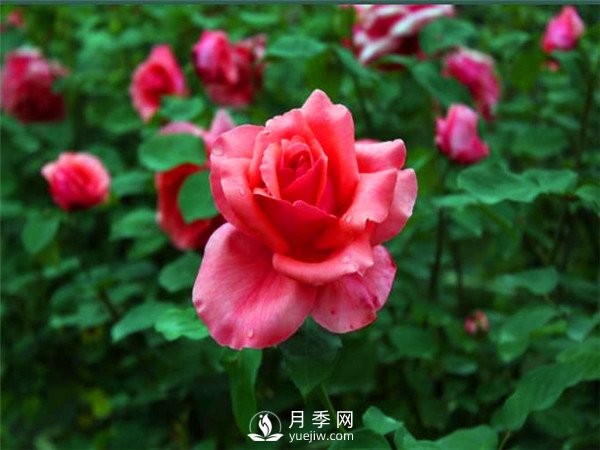 杭州高架“網(wǎng)紅月季花”都有那些品種？(圖4)