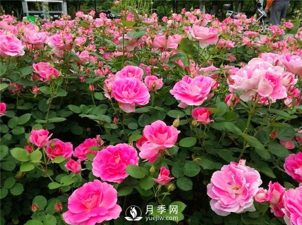 杭州高架“網(wǎng)紅月季花”都有那些品種？(圖5)
