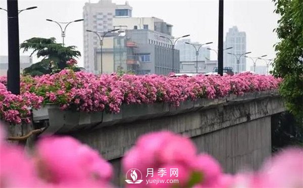 杭州高架“網(wǎng)紅月季花”都有那些品種？(圖1)