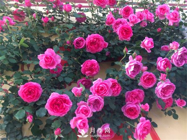 杭州高架“網(wǎng)紅月季花”都有那些品種？(圖7)