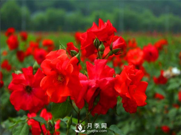 杭州高架“網(wǎng)紅月季花”都有那些品種？(圖2)