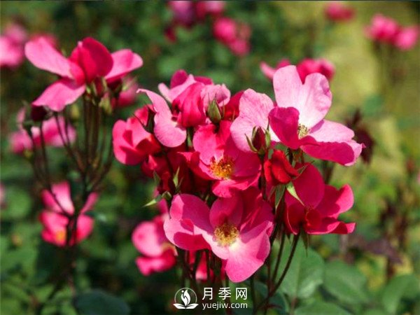 杭州高架“網(wǎng)紅月季花”都有那些品種？(圖6)