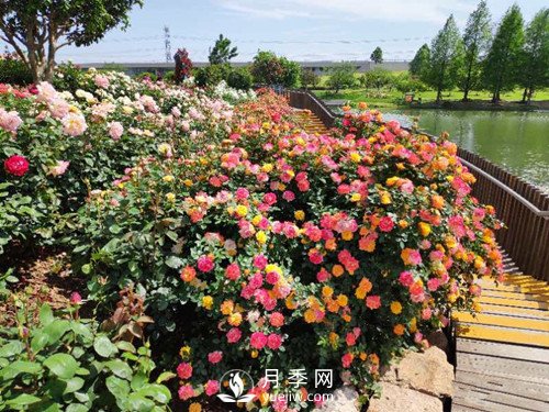 國內(nèi)“安吉拉”月季花墻 有多長？(圖3)