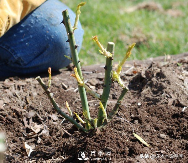 月季開(kāi)花多更健壯，***重要是養(yǎng)好根系，5招迅速壯根(圖2)