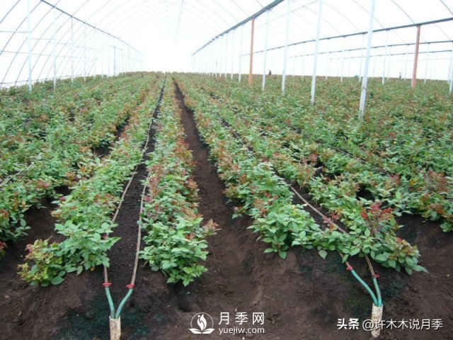 月季開(kāi)花多更健壯，***重要是養(yǎng)好根系，5招迅速壯根(圖3)