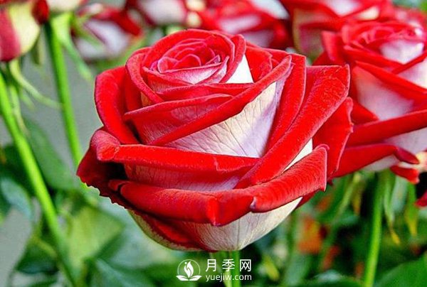 現(xiàn)代月季按開花樣式通常分以下類型，快來看看吧(圖1)