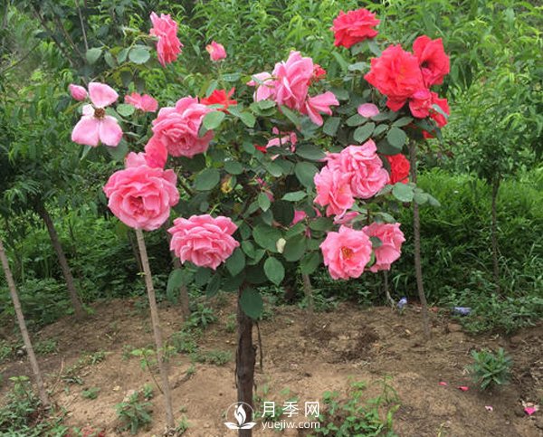 南陽月季樹長的都是啞枝，什么原因？(圖1)