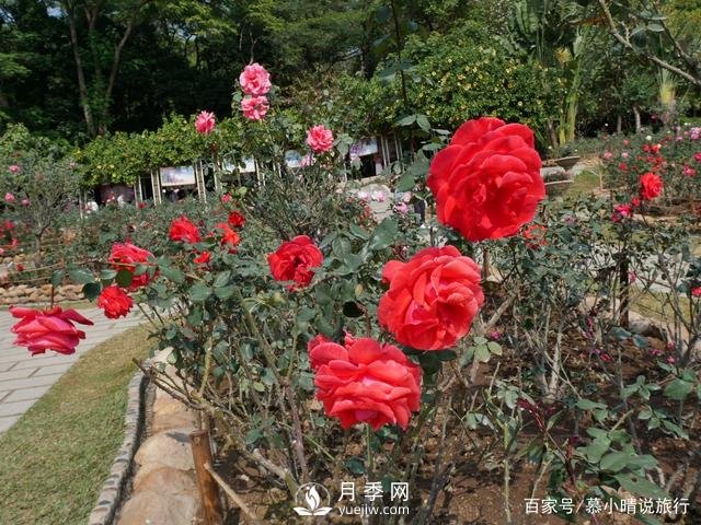 廣州“五彩繽紛”的月季花園，開(kāi)滿(mǎn)全園，游客贊道太美了(圖2)