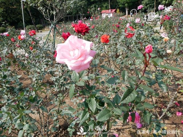 廣州“五彩繽紛”的月季花園，開(kāi)滿(mǎn)全園，游客贊道太美了(圖4)