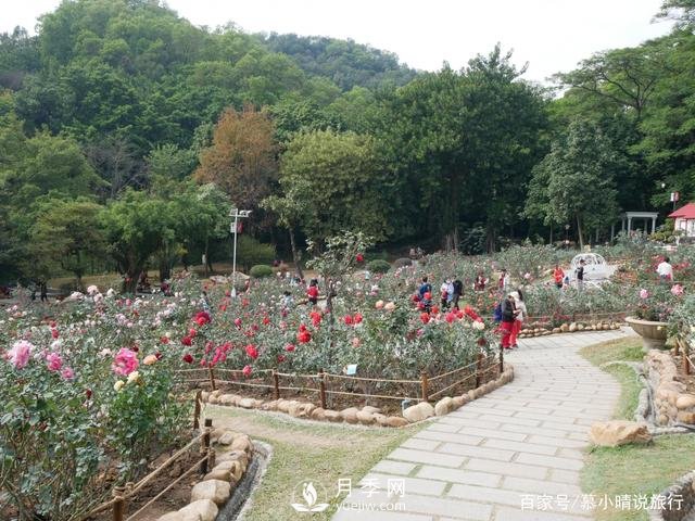 廣州“五彩繽紛”的月季花園，開(kāi)滿(mǎn)全園，游客贊道太美了(圖3)