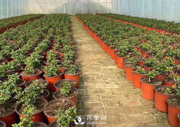 冬天必入的南陽月季裸根苗就此結(jié)束，明年盆花月季見(圖1)