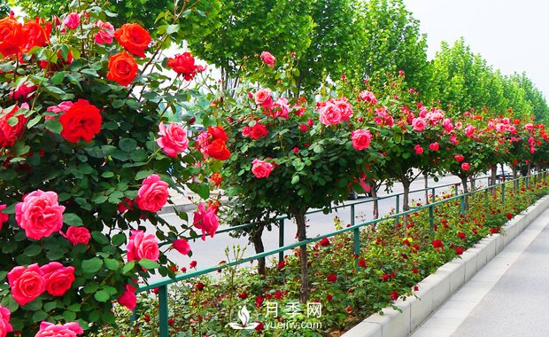 月季花什么時候開你知道嗎？(圖1)