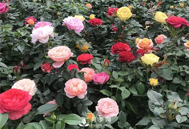 月季花有什么顏色？如何養(yǎng)護(hù)？(圖1)