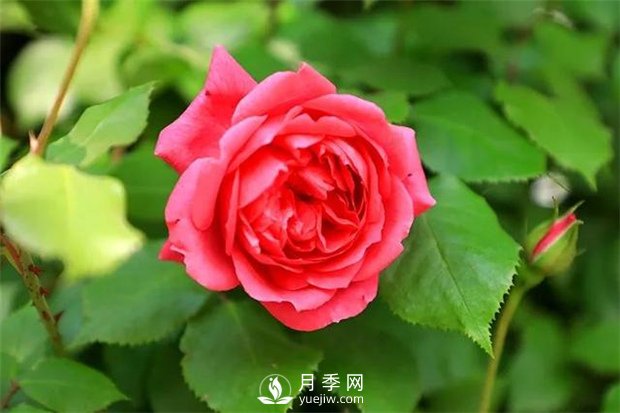 南陽月季花是什么季節(jié)開的？(圖1)