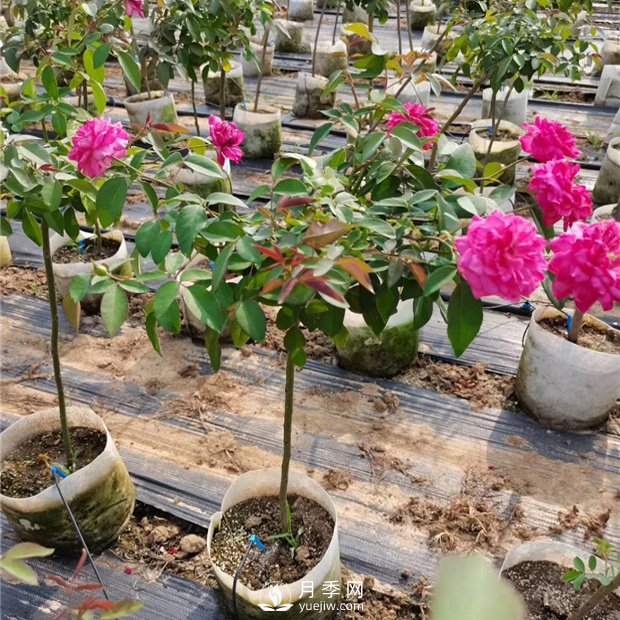 盆栽月季樹種植過程中可能涉及到的問題有哪些呢？(圖1)