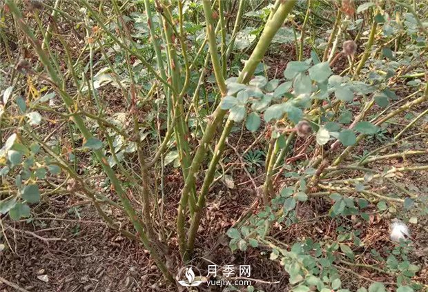 月季扦插中經(jīng)常遇到的問題有哪些？(圖1)