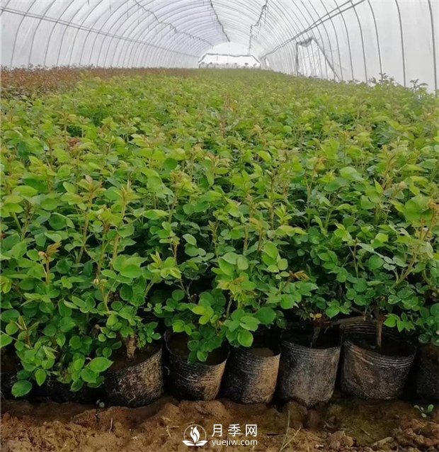 月季小苗如何移栽？苗期如何管理？(圖1)