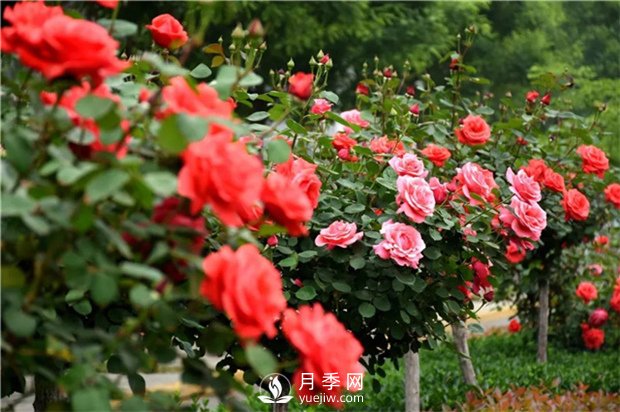 樹狀月季黑斑病的病理及防治方法是什么？(圖1)