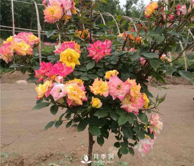 如何使盆栽月季樹常開花？(圖1)