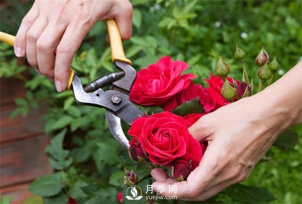 月季修剪的知識有哪些？(圖1)