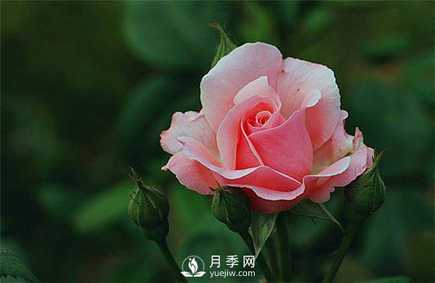 月季網(wǎng)告訴你：月季、玫瑰與薔薇有何區(qū)別，該如何分辨？(圖1)