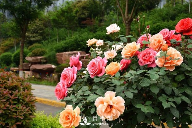 月季網(wǎng)告訴你：月季、玫瑰與薔薇有何區(qū)別，該如何分辨？(圖2)