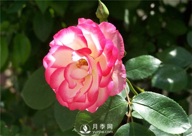 讓月季接連開花的方法有哪些？(圖1)