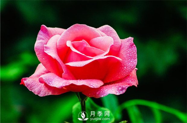 如何修剪月季？(圖1)