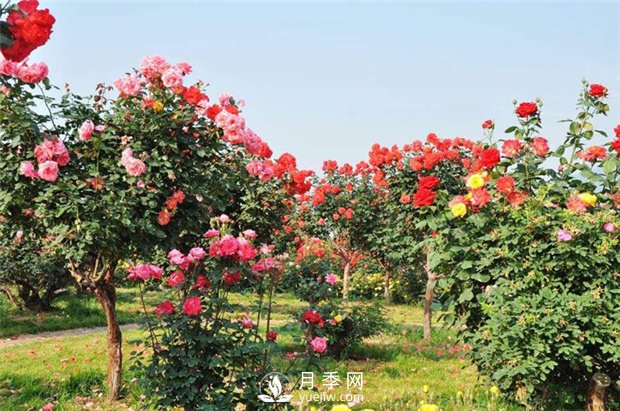 樹狀月季和棒棒糖月季能嫁接哪些月季品種？(圖2)