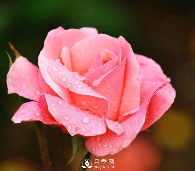 有人說(shuō)養(yǎng)月季破財(cái)，月季適合家里養(yǎng)嗎？(圖1)