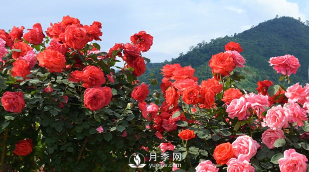 花卉，“花”與“卉”各有其不同的含義(圖1)