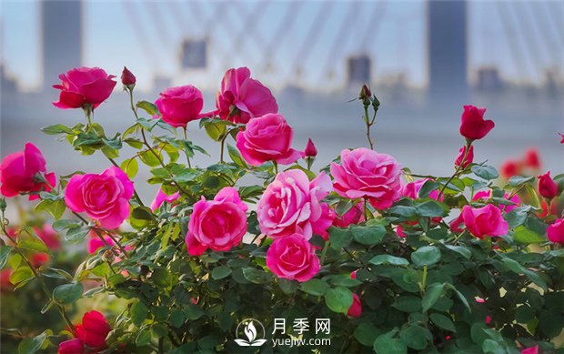 品質(zhì)好價格低，月季批發(fā)就來月季網(wǎng)基地(圖1)