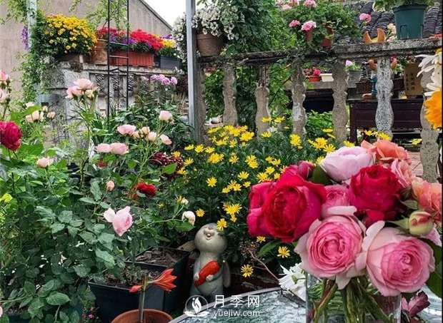一片月季花的露臺世界，生活快樂幸福著(圖1)