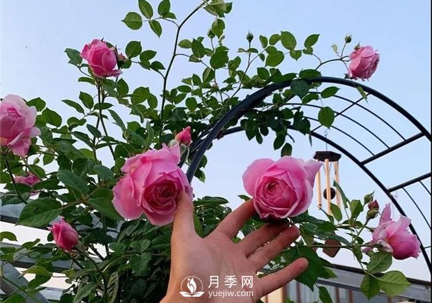 一片月季花的露臺世界，生活快樂幸福著(圖3)