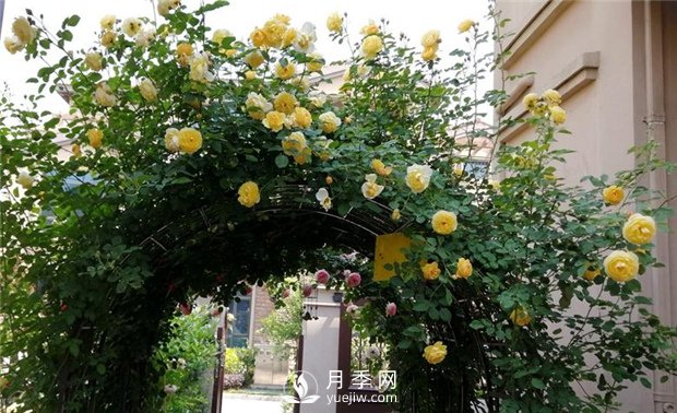 春天***適合養(yǎng)哪些室內(nèi)植物？(圖2)