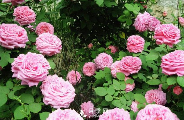月季高燒？？您了解么(圖1)