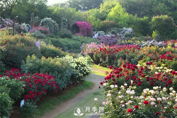 月季施肥有哪些注意事項(xiàng)？(圖1)