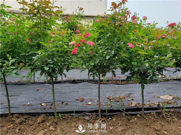 夏季怎樣提高月季的成活率？(圖1)