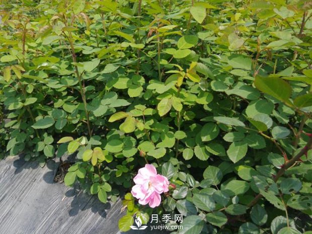 快速培育南陽(yáng)樹(shù)狀月季如何做，冬季管理月季怎么做(圖1)