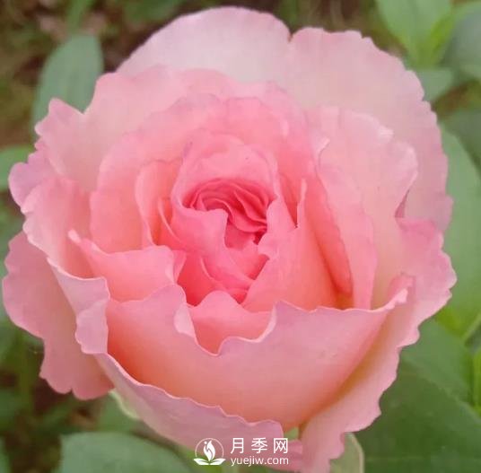 夏琳月季，法國的這個(gè)月季花又香又大，還抗病抗寒(圖1)