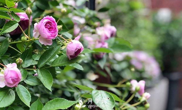 微型月季的生長習(xí)性、熱銷品種和綠化價(jià)值(圖1)