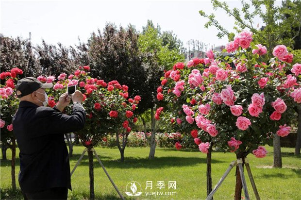 2021，苗木人可以這樣制定自己的營(yíng)銷策略(圖1)
