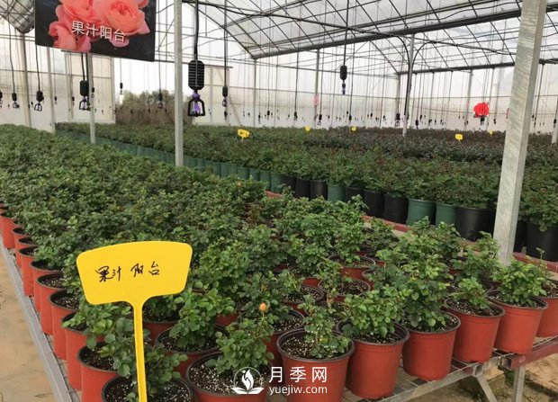 月季基地的盆栽月季已經(jīng)長成了！(圖1)